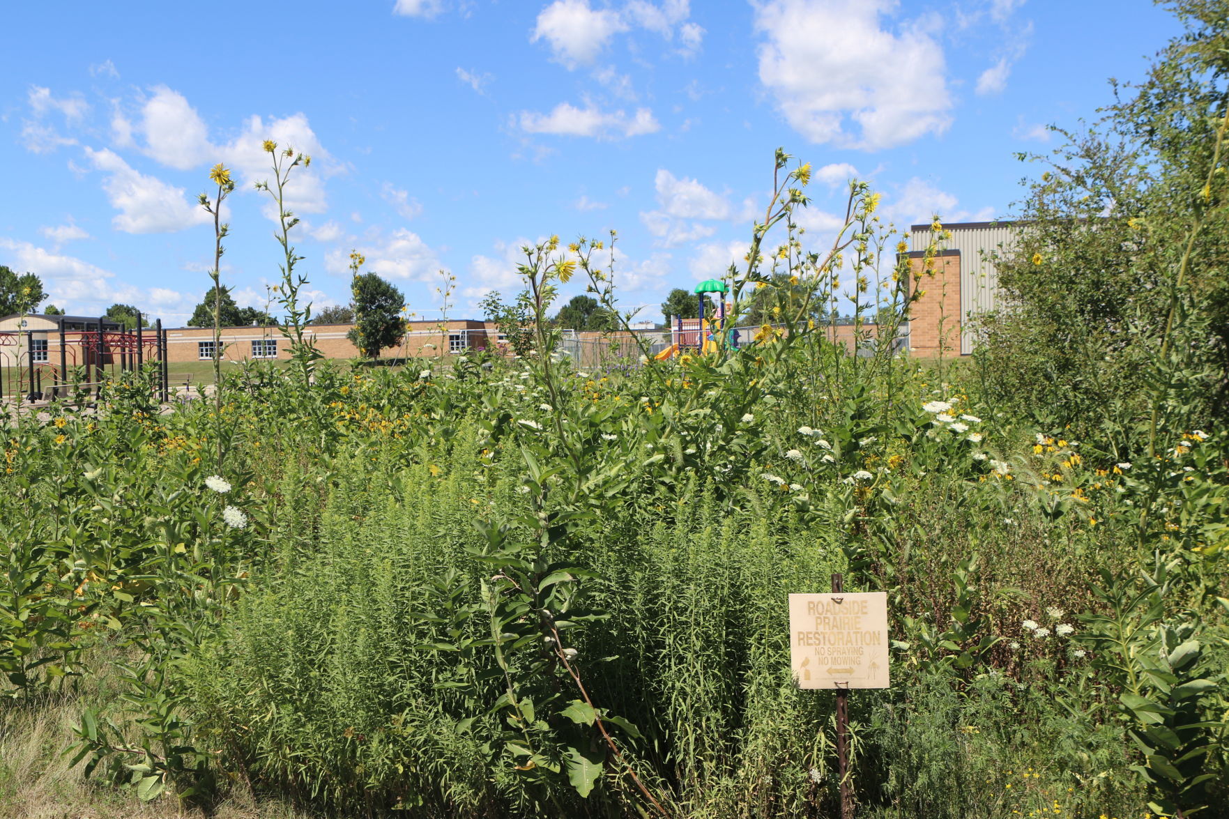 Backside of garden